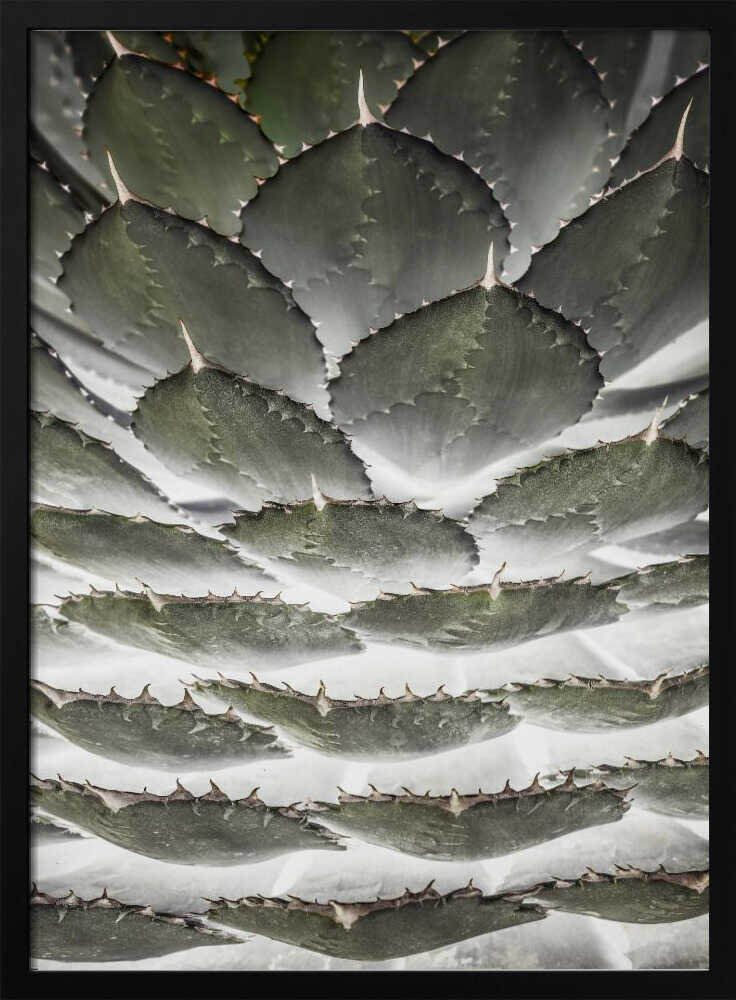 Spiral Succulent Poster
