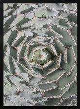Spiral Succulent Maze Poster