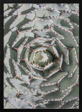 Spiral Succulent Maze Poster