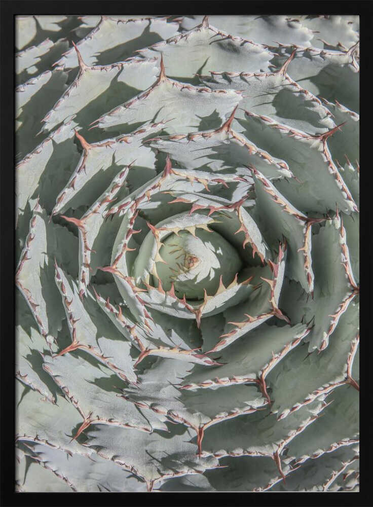 Spiral Succulent Maze Poster