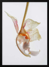 Petal Symphony Poster
