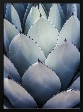 Agave Geometry Poster