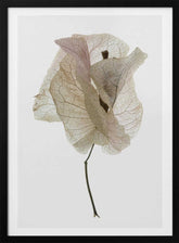 Petal Whisper Poster
