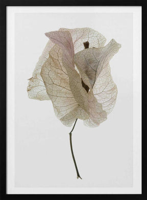 Petal Whisper Poster