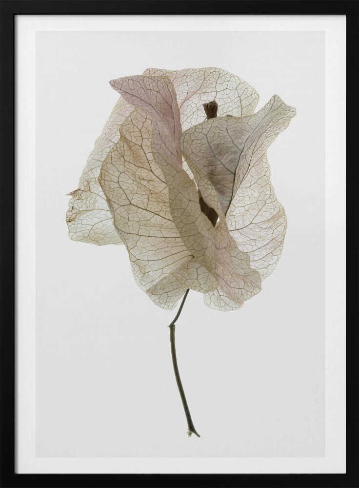Petal Whisper Poster