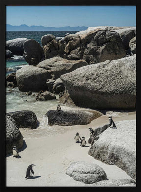Penguin Cove Serenity Poster