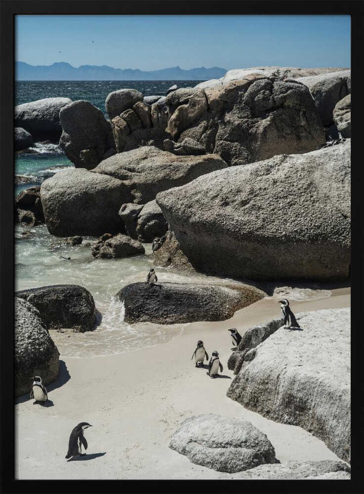Penguin Cove Serenity Poster