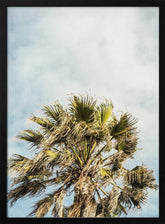 Sunlit Fronds Poster