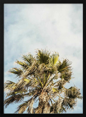 Sunlit Fronds Poster