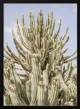 Cactus Symphony Poster
