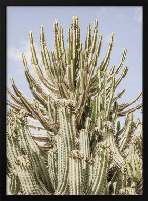 Cactus Symphony Poster