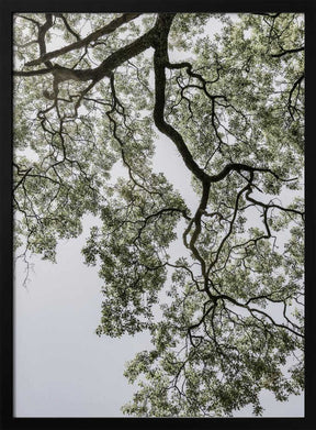 Ethereal Canopy Poster