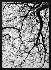 Branches' Dance Poster