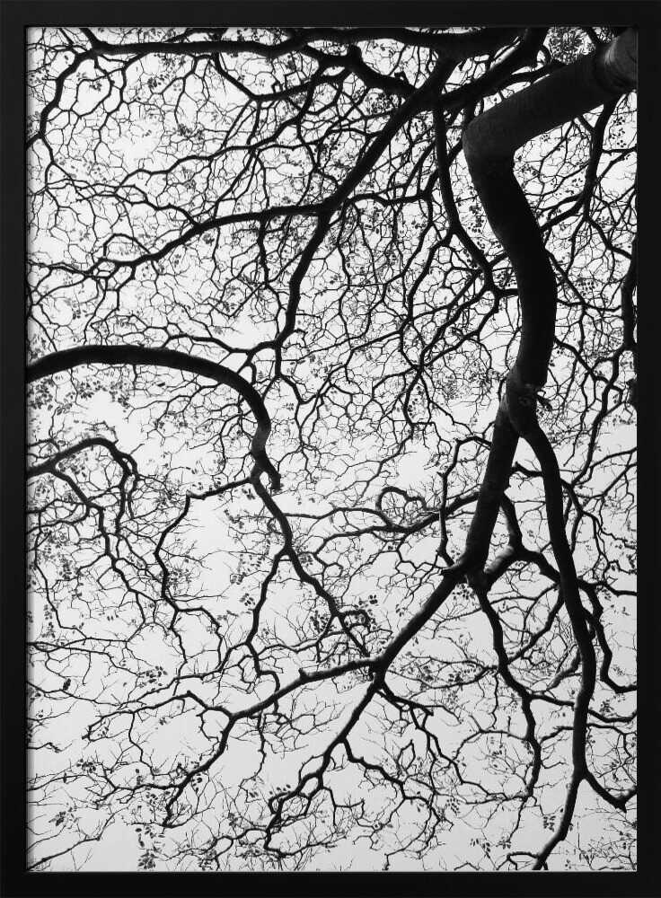 Branches' Dance Poster