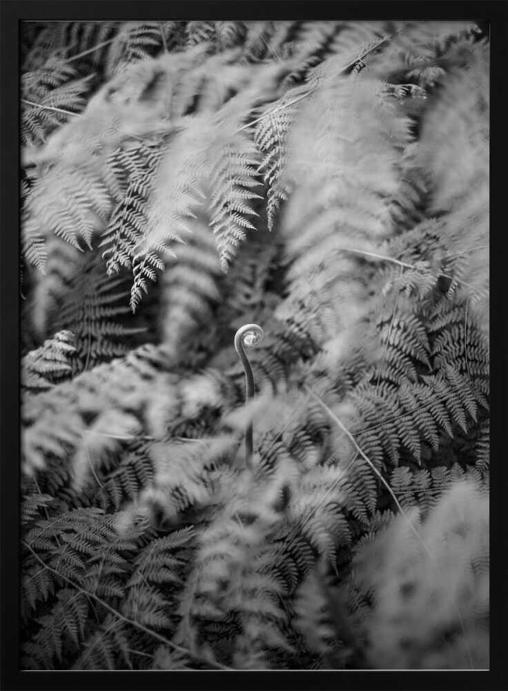 Black And White Photograph Poster