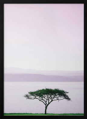 Tree By A Tranquil Lake Poster