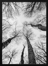 Reaching Branches Poster