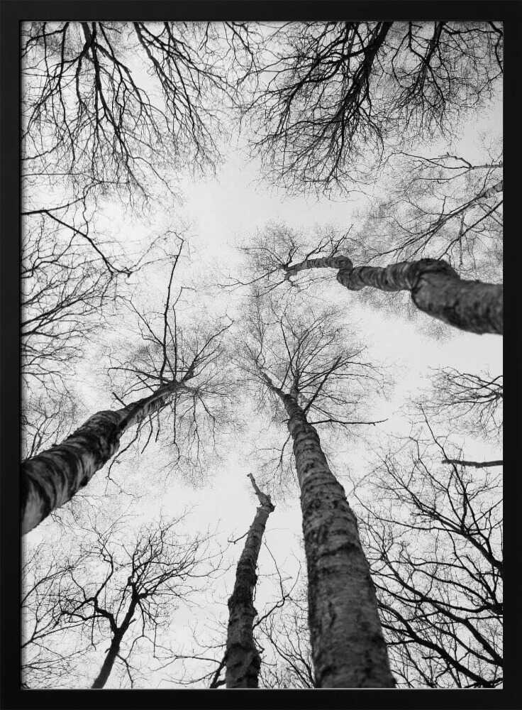 Reaching Branches Poster