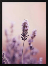 Lavender Serenity Poster