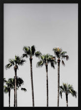 Palm Trees 5 Poster