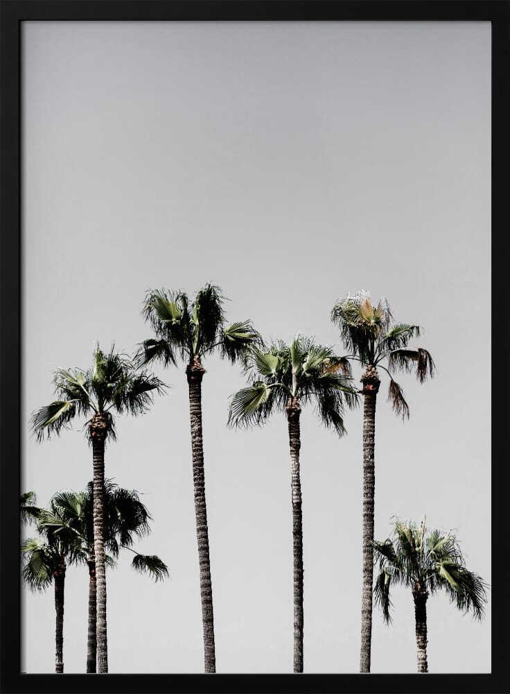 Palm Trees 5 Poster