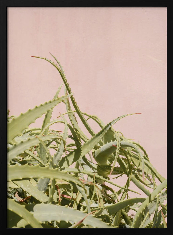 Cacti on Pink Poster