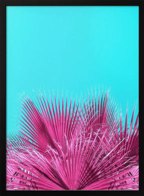 Electric Pink Palm Fronds