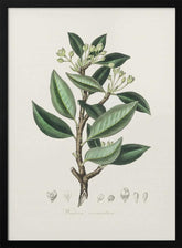 Wintera Aromatica Medical Botany Poster