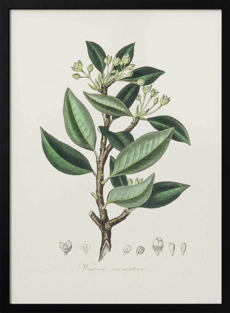 Wintera Aromatica Medical Botany Poster