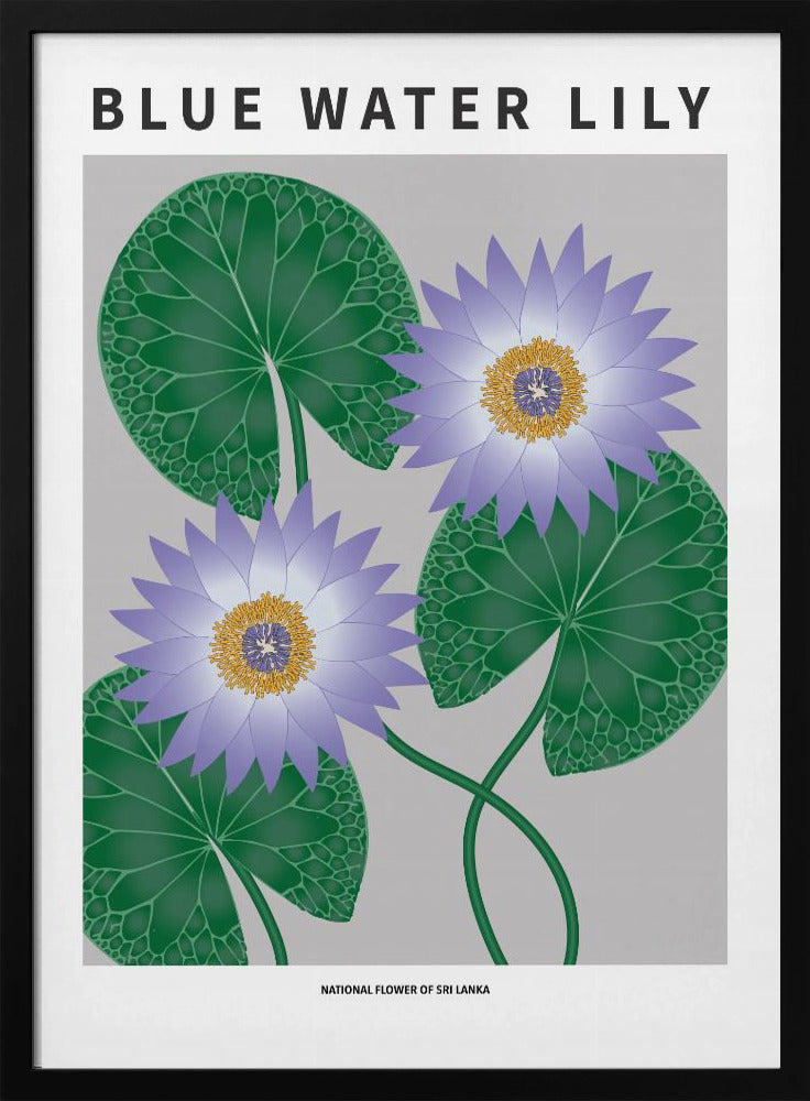Blue Water Lily - National flower of Sri Lanka Poster