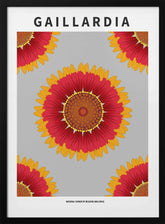 Gaillardia - National flower of Belgium Poster
