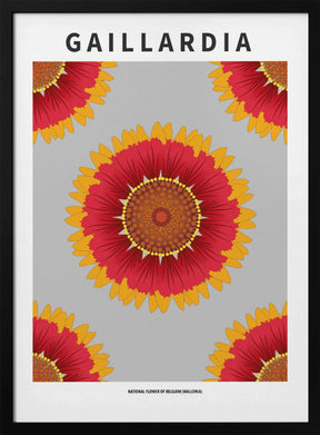 Gaillardia - National flower of Belgium Poster