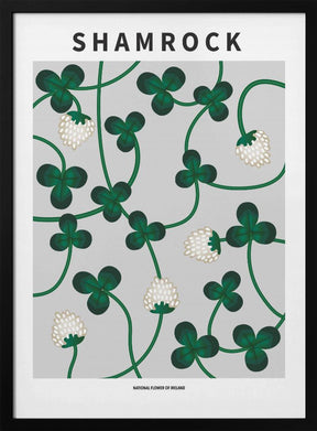Shamrock - National flower of Ireland Poster