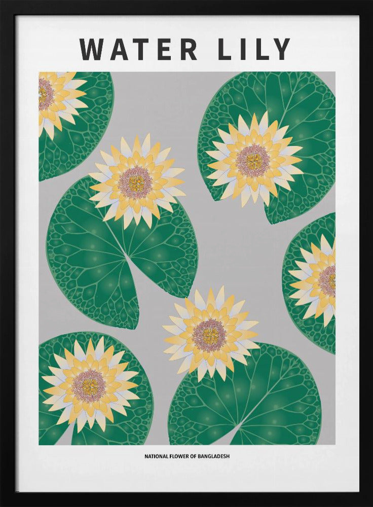 Water lily - National flower of Bangladesh Poster
