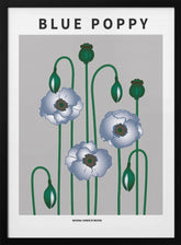Blue Poppy - National flower of  Bhutan Poster