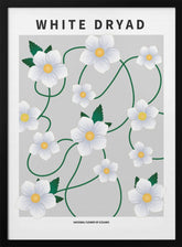 White dryad - National flower of Iceland Poster