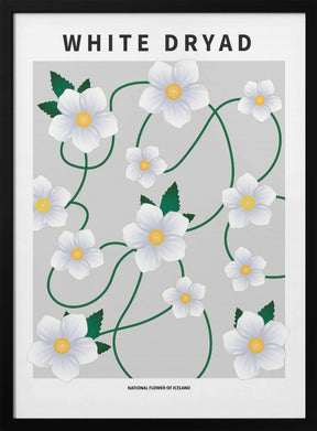 White dryad - National flower of Iceland Poster