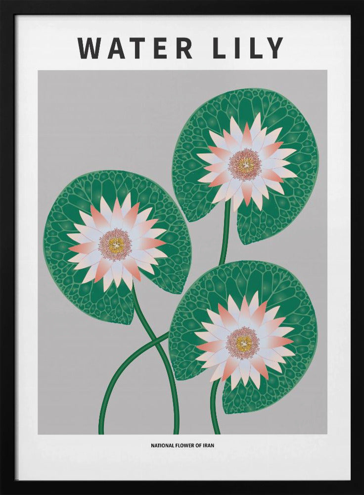 Water Lily - National flower of Iran Poster