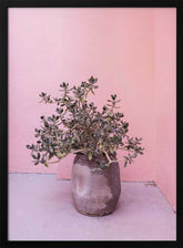 Spanish Rustic Succulent Poster