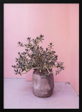 Spanish Rustic Succulent Poster