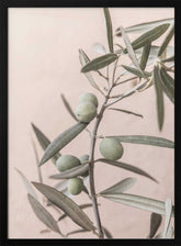 Olives Poster
