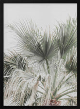 Palm Leaf Poster