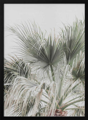 Palm Leaf Poster