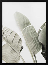 Banana leaf 1 Poster