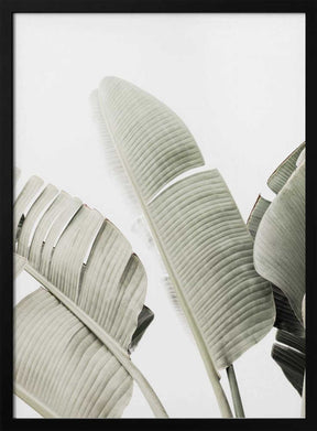 Banana leaf 1 Poster