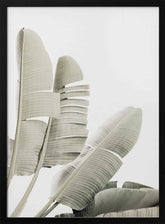 Banana leaf 2 Poster