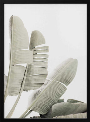 Banana leaf 2 Poster