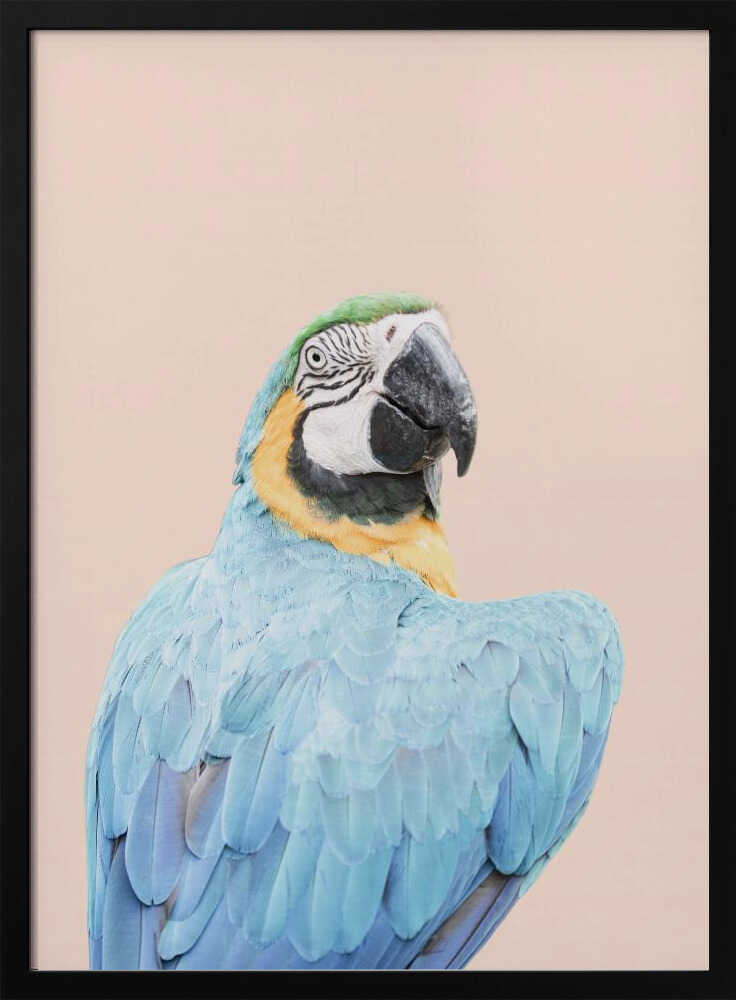 Blue Macaw Poster