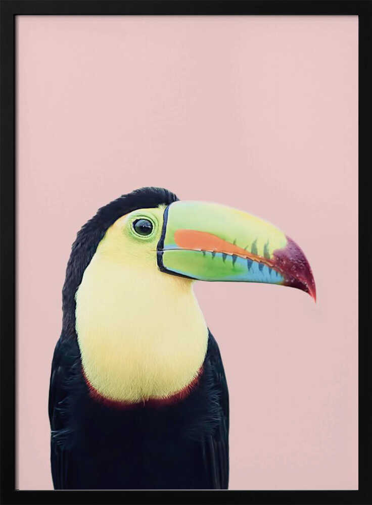 Toucan on Pink Poster