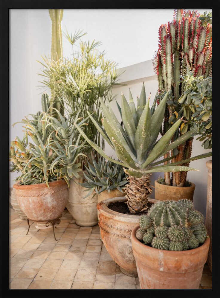 Garden with Various Potted Succulents and Cacti Poster
